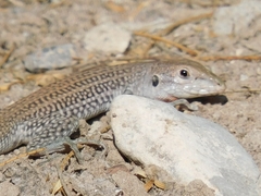 Aspidoscelis gularis