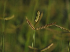 Dactyloctenium geminatum