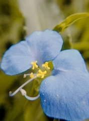 Commelina erecta