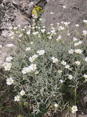 Cerastium biebersteinii