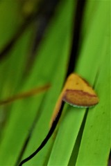 Phytometra rhodarialis