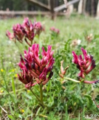 Astragalus incanus