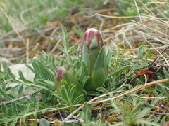 Carthamus mitissimus