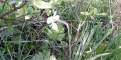Narcissus × incomparabilis