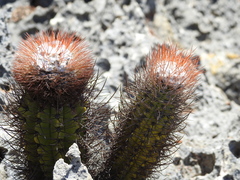 Melocactus harlowii