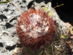 Melocactus harlowii
