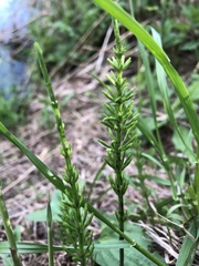 Equisetum arvense