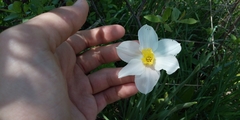 Narcissus × incomparabilis