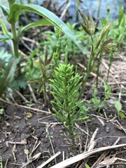 Equisetum arvense