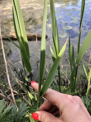 Phragmites australis
