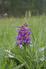 Dactylorhiza majalis