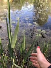 Phragmites australis