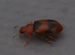 Coccidula scutellata