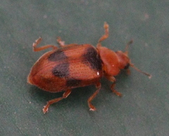 Coccidula scutellata