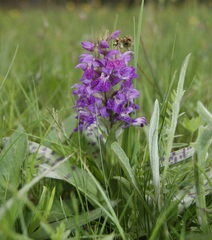 Dactylorhiza majalis