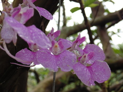 Comparettia macroplectron