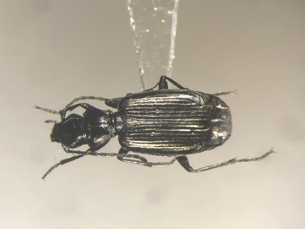 Apristus subsulcatus