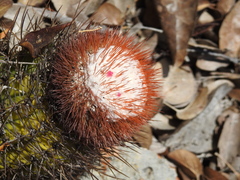 Melocactus harlowii