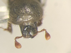 Trypodendron betulae