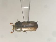 Trypodendron betulae