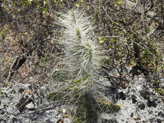 Consolea moniliformis