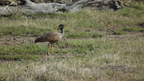 Eupodotis caerulescens