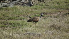 Eupodotis caerulescens