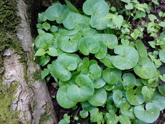 Asarum europaeum europaeum