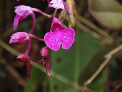 Comparettia falcata