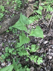 Parasenecio hastatus