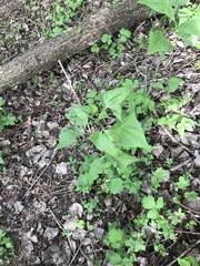 Parasenecio hastatus