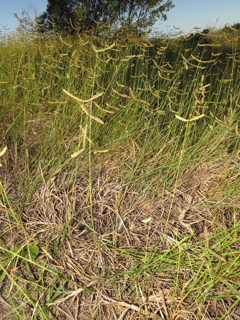 Durban crowfoot grass