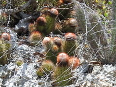 Melocactus harlowii