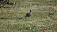 Eupodotis caerulescens