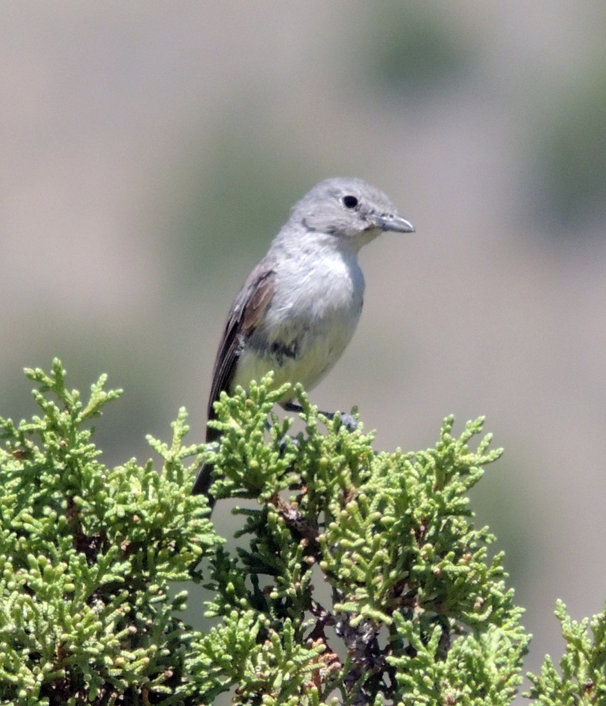 Gray Vireo