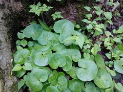 Asarum europaeum europaeum