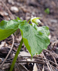 Trillium tschonoskii