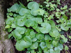 Asarum europaeum europaeum