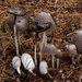 Coprinus spadiceisporus - Photo (c) Marco Floriani, some rights reserved (CC BY-NC), uploaded by Marco Floriani