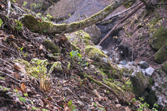 Trillium tschonoskii