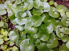 Asarum europaeum europaeum