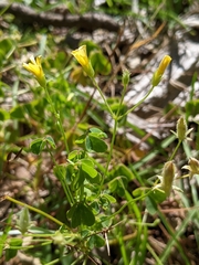 Oxalis texana