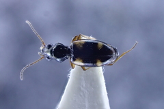 Bembidion quadrimaculatum