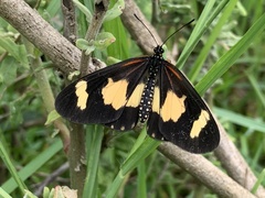 Acraea cabira
