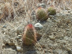 Melocactus harlowii