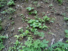 Asarum europaeum europaeum