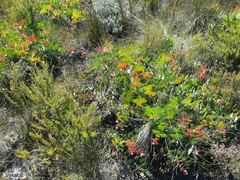 Protea amplexicaulis