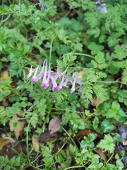 Corydalis edulis