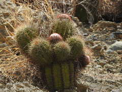 Melocactus harlowii