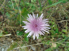 Crepis rubra